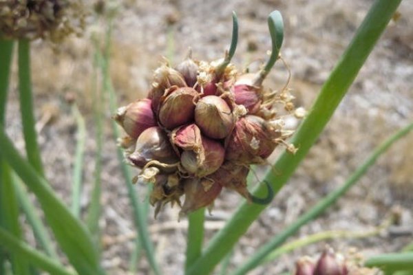 Сайт кракен официальный ссылка onion